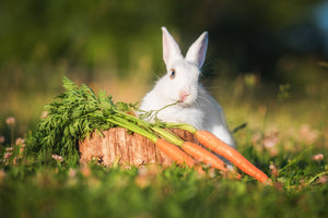 Rabbit treats