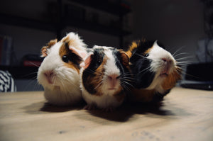 Natural Guinea Pig Food