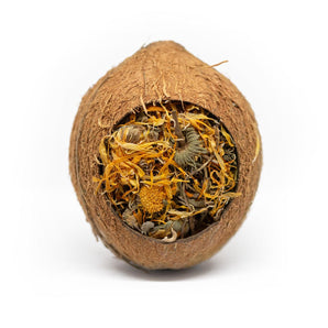 Natures Grub Natural Nibbles Forage Filled Coconut