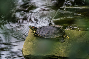 Turtle and Terrapin Food