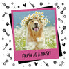 Natures Grub Bugalugs Baby Fresh Dog Cologne Spray