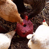 Natures Grub Fruit & Berry Mega Pecker